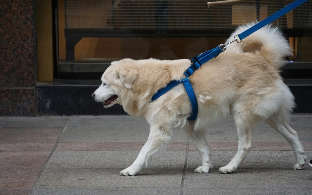 Dog walking on a leash clipped to a blue harness