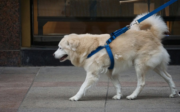 Dog walking on a leash clipped to a blue harness