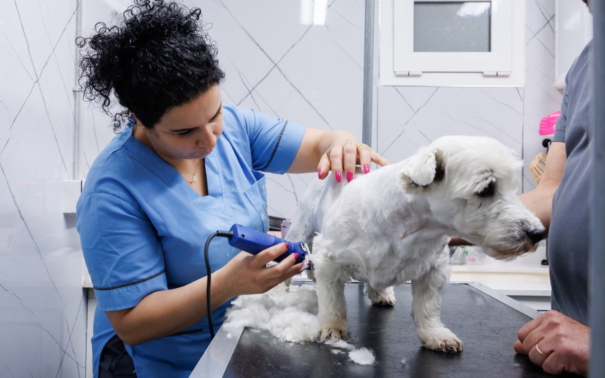 Groomer working on a white dog's coat at Healthy Pet Hospital, Jbeil