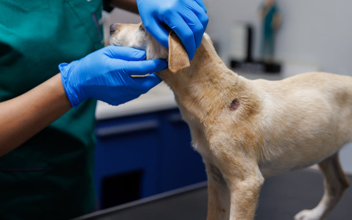 Veterinarian checking a puppy's skin and coat at Healthy Pet Hospital, Jbeil