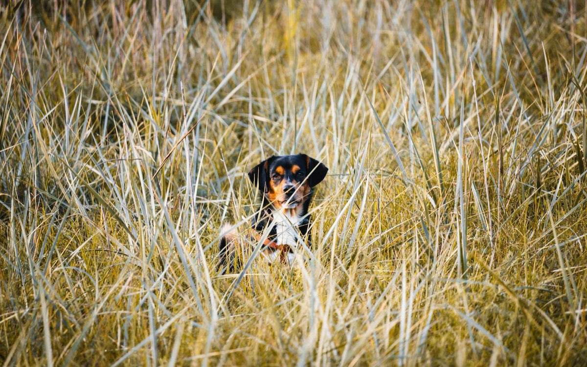 Small dog standing in tall dry grass on a sunny summer day