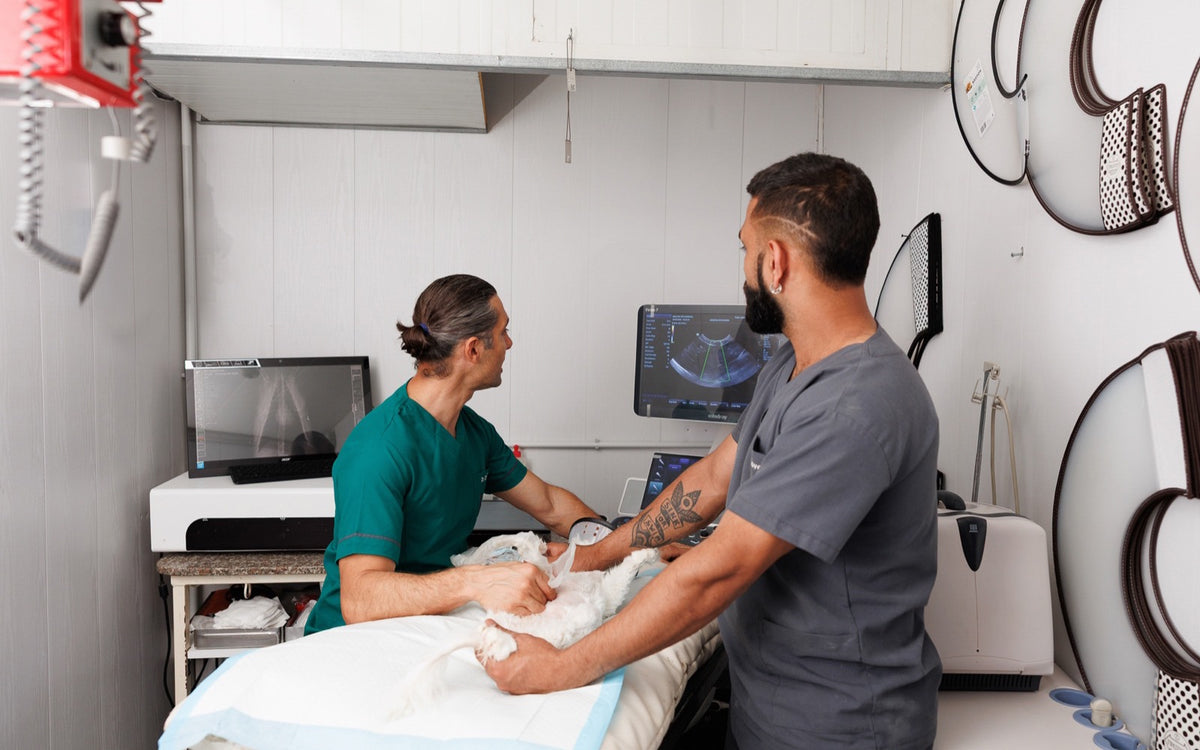 Dr Chadi Tarek performing an abdominal ultrasound on a small dog at Healthy Pet Hospital