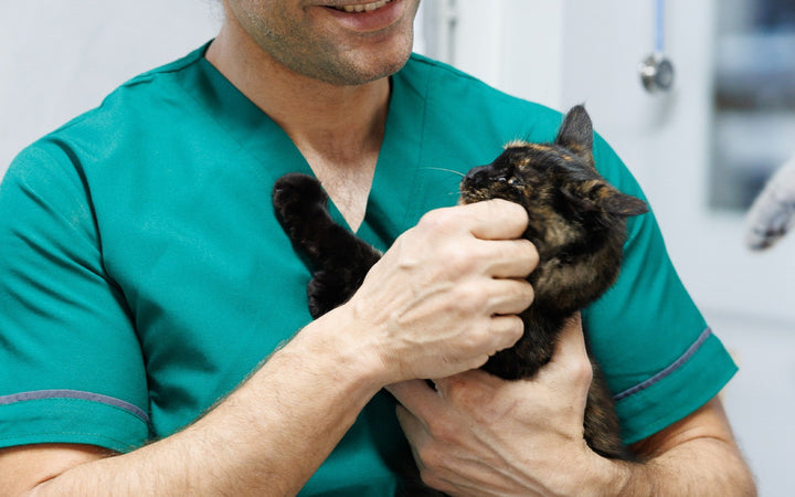 Dr Chadi Tarek holding a kitten at Healthy Pet Hospital, Jbeil