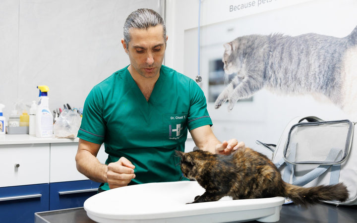 Cat being weighed during a consultation at Healthy Pet Hospital, Jbeil