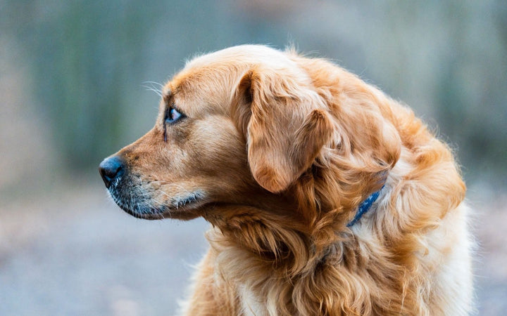 Golden retriever with a thick, glossy coat looking to the side outdoors