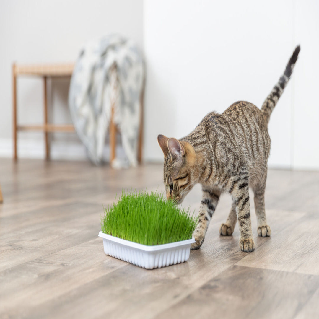 Trixie Soft Grass for Cat