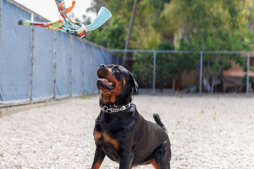 Dog Training