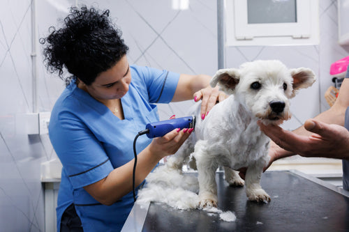 Grooming and Hygiene