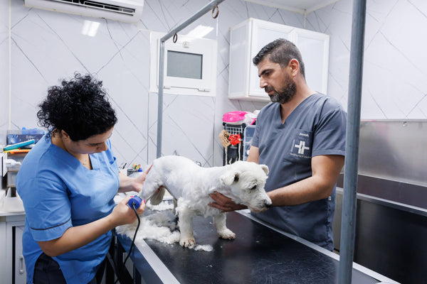 Two people grooming a small white dog in a veterinary clinic.