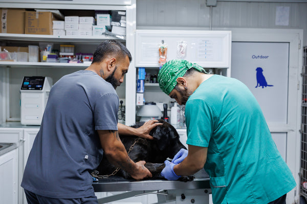 Two veterinarians examining a dog in a clinic setting.