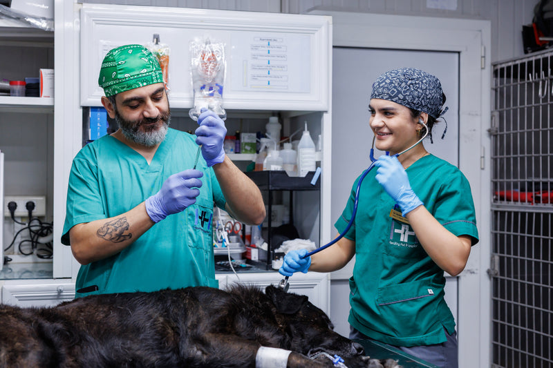 Veterinary specialist examination