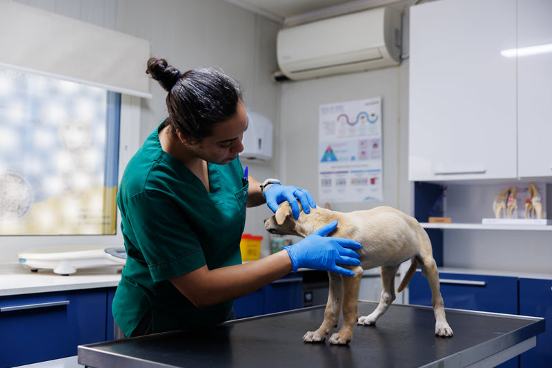 Veterinary consultation at HPH