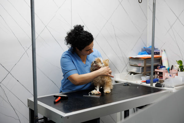 Groomer with a dog on a grooming table in a clinical setting