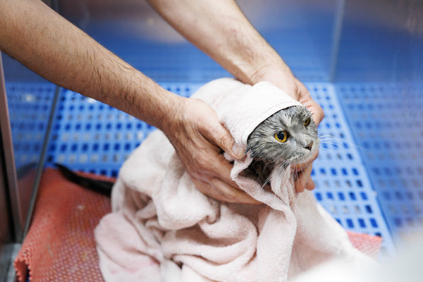 Cat being dried with a towel after a bath in a blue cage.