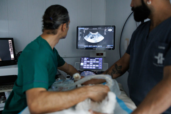 Two individuals in a medical setting using ultrasound equipment.