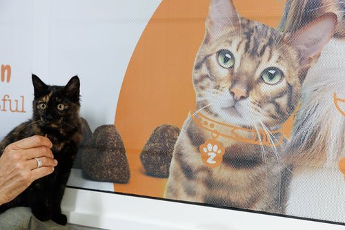 Cat-Friendly Care