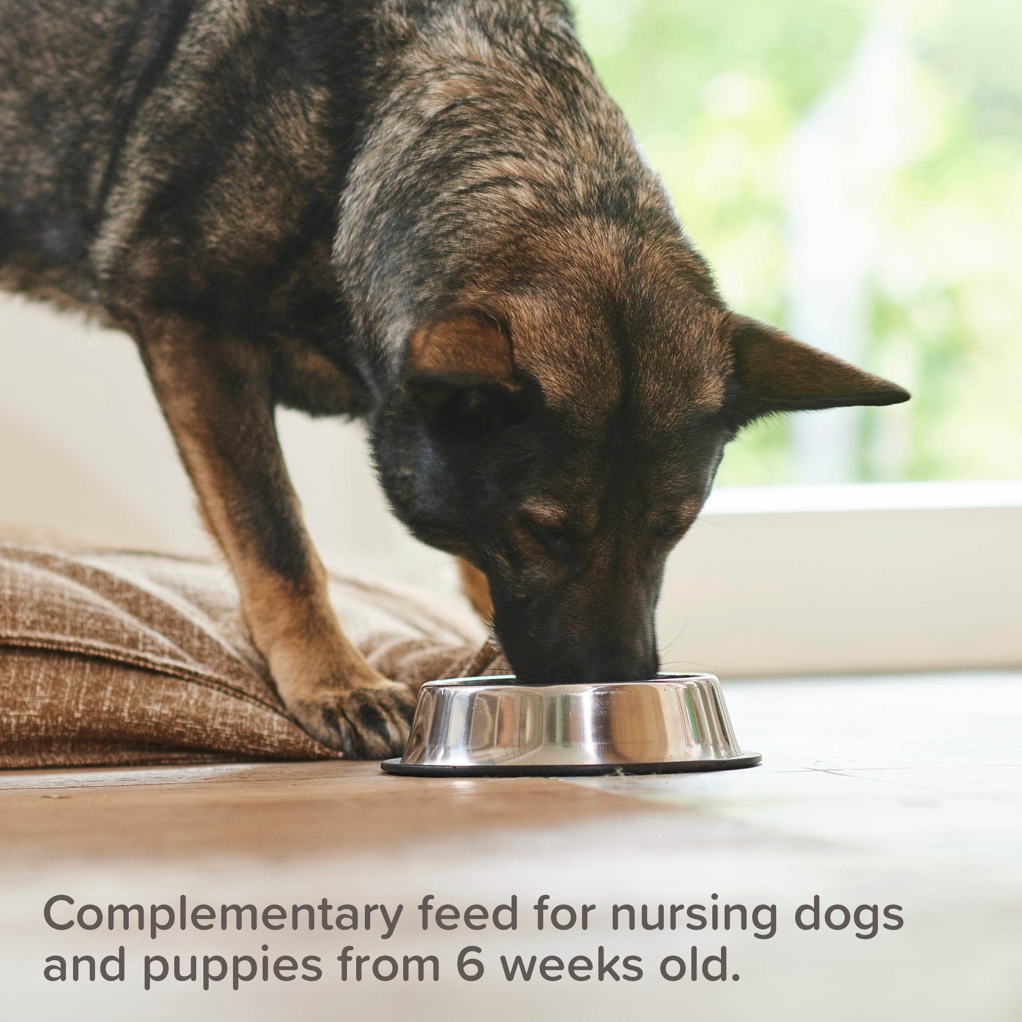 beaphar calcium tablets dog