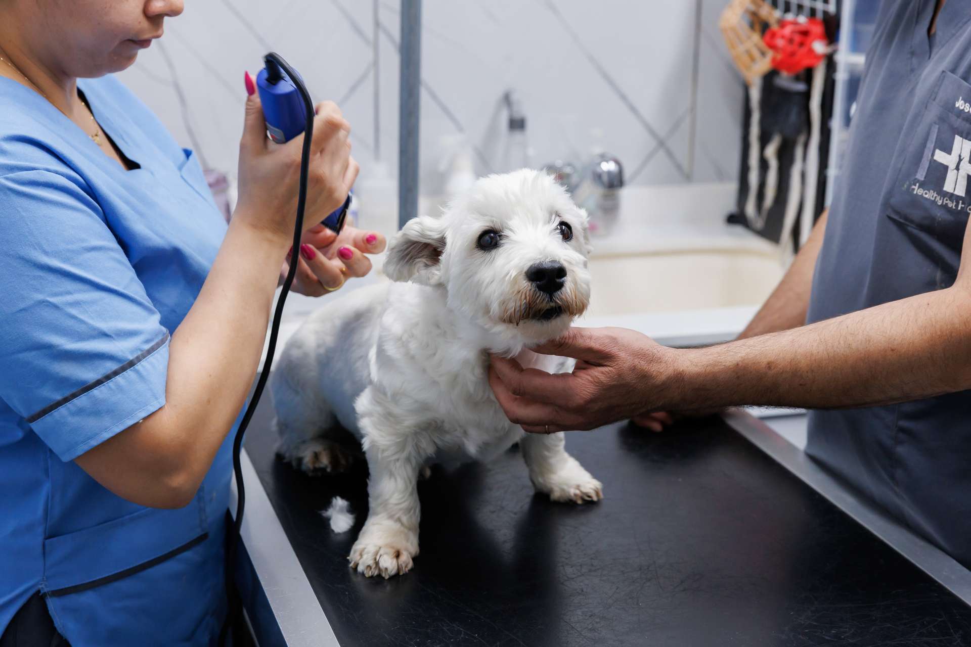 Small white dog being examined by a veterinarian in a clinic setting.