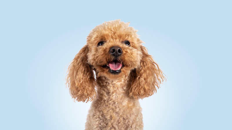 Brown poodle with a happy expression on a light blue background
