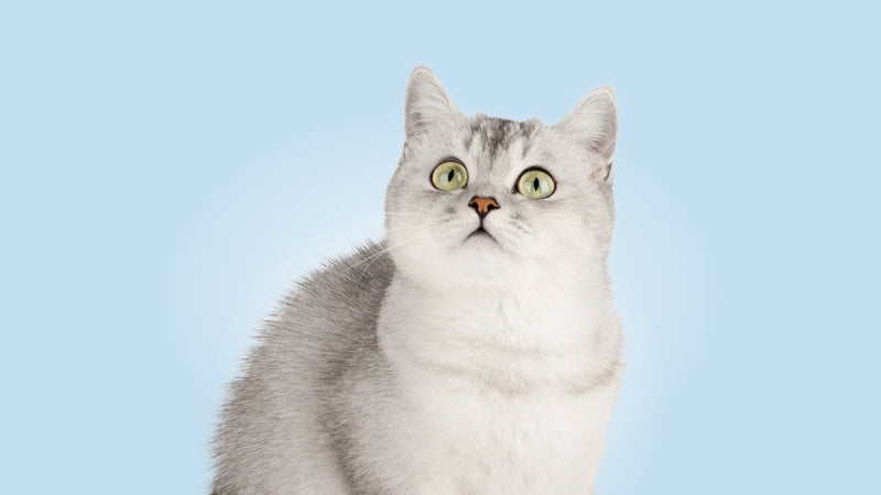 Cat with a gray and white coat on a light blue background
